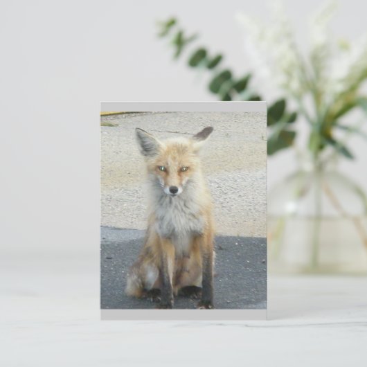 Fox "Scooter" IBSP Postcard Postkarte (Stehend Vorderseite)