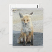 Fox "Scooter" IBSP Postcard Postkarte (Vorne/Hinten)