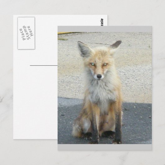 Fox "Scooter" IBSP Postcard Postkarte (Vorne/Hinten)
