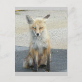 Fox "Scooter" IBSP Postcard Postkarte (Vorderseite)