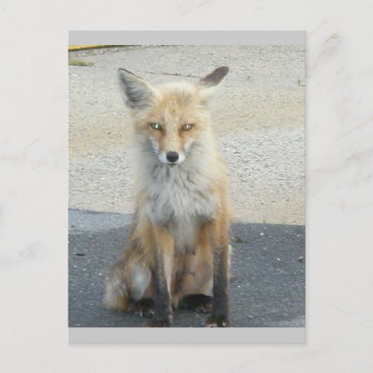 Fox "Scooter" IBSP Postcard Postkarte (Vorderseite)