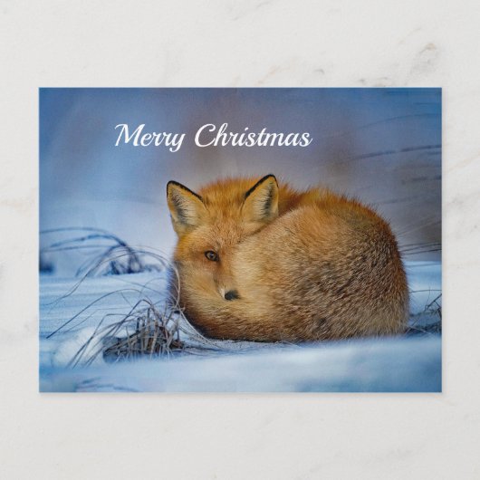 Fox Sleeping Snow Foto Weihnachten Postkarte (Vorderseite)