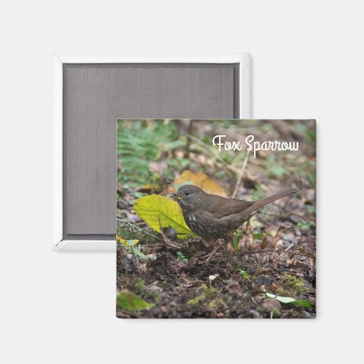 Fox Sparrow Magnet (Vorderseite/Rückseite)