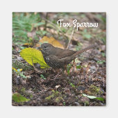 Fox Sparrow Magnet (Vorne)