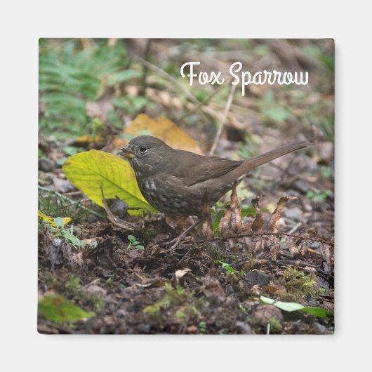 Fox Sparrow Magnet (Vorne)