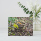 Fox Sparrow Postkarte (Stehend Vorderseite)