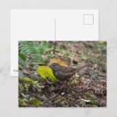 Fox Sparrow Postkarte (Vorne/Hinten)