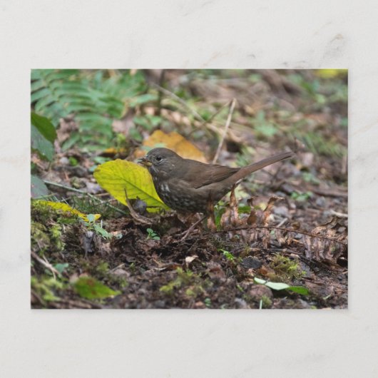 Fox Sparrow Postkarte (Vorderseite)