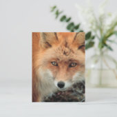 Fox Species Postcard Postkarte (Stehend Vorderseite)