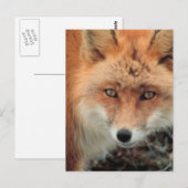 Fox Species Postcard Postkarte (Vorne/Hinten)