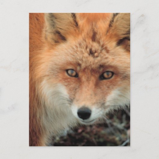 Fox Species Postcard Postkarte (Vorderseite)
