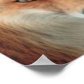 Fox Species Poster (Ecke)