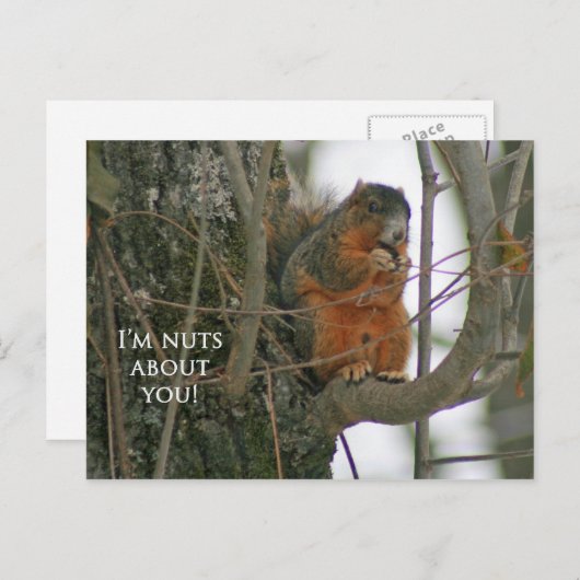 Fox Squirrel - I'm Nuts about You! Postkarte (Vorne/Hinten)