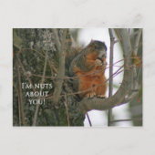 Fox Squirrel - I'm Nuts about You! Postkarte (Vorderseite)