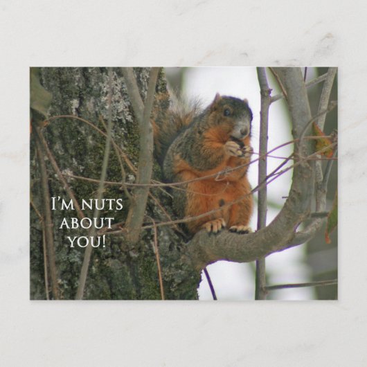 Fox Squirrel - I'm Nuts about You! Postkarte (Vorderseite)