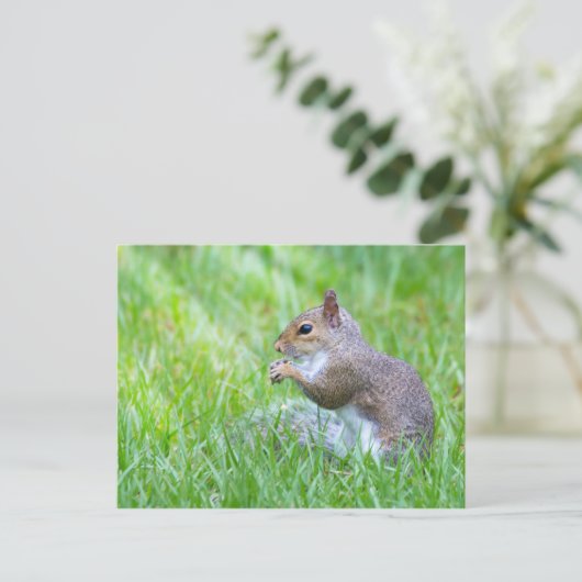 Fox Squirrel Postkarte (Stehend Vorderseite)