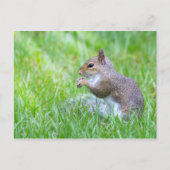 Fox Squirrel Postkarte (Vorderseite)