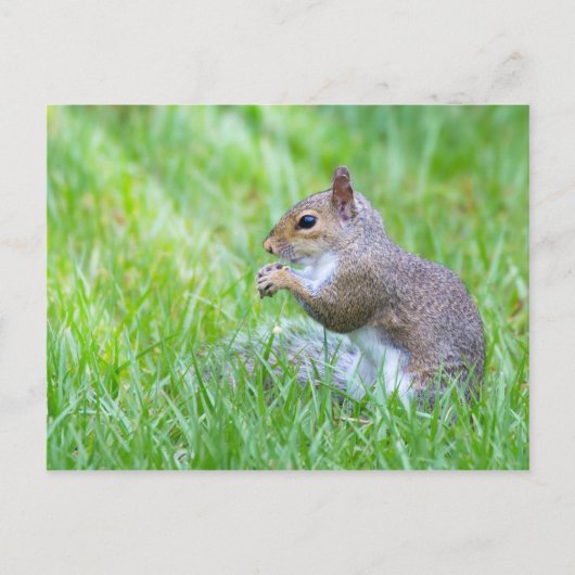 Fox Squirrel Postkarte (Vorderseite)