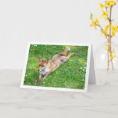 Fox-Stretching auf Gras Karte (Gelbe Blume)