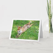 Fox-Stretching auf Gras Karte (Vorderseite)