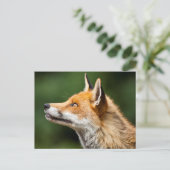 Fox-Suche Postkarte (Stehend Vorderseite)