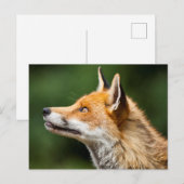Fox-Suche Postkarte (Vorne/Hinten)