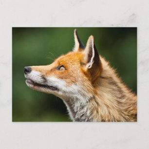 Fox-Suche Postkarte
