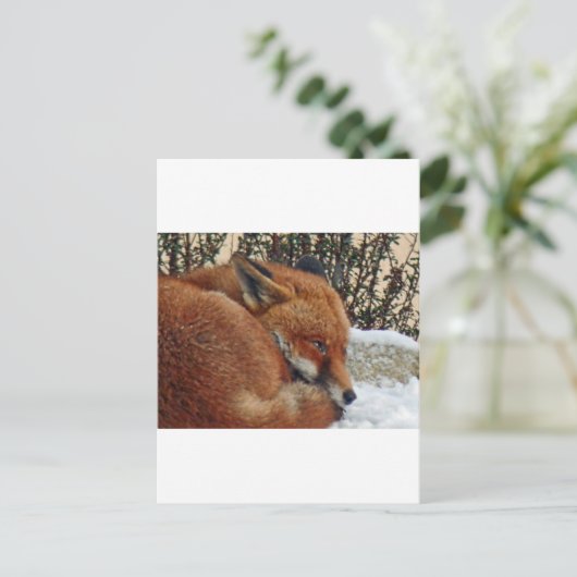 Fox-Tagesträumen Postkarte (Stehend Vorderseite)