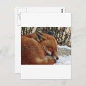 Fox-Tagesträumen Postkarte (Vorne/Hinten)