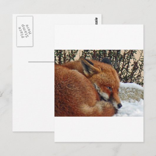 Fox-Tagesträumen Postkarte (Vorne/Hinten)