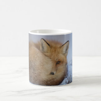 Fox-Tasse, foxy Tasse, Füchse, Natur, wild lebende Kaffeetasse