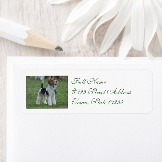 Fox Terrier (Insitu)