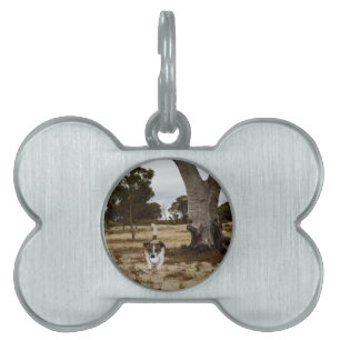 Fox Terrier Ball Play Time Tiermarke