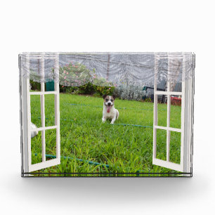 Fox Terrier Come Play, Foto Block