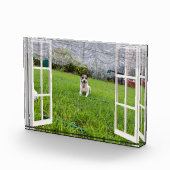 Fox Terrier Come Play, Foto Block (Rechts)