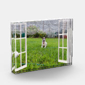 Fox Terrier Come Play, Foto Block (Links)
