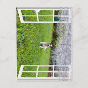 Fox Terrier Come Play, Postkarte