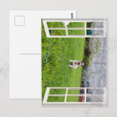 Fox Terrier Come Play, Postkarte (Vorne/Hinten)