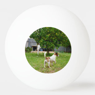 Fox Terrier, der in einen Baum sprang, Tischtennisball
