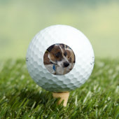 Fox Terrier Dog Attraction, Golfball (Insitu T-Shirt)