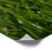 Fox Terrier Dog. Poster (Ecke)