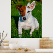 Fox Terrier Dog. Poster (Küche)