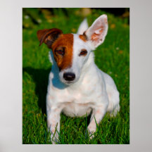 Fox Terrier Dog.