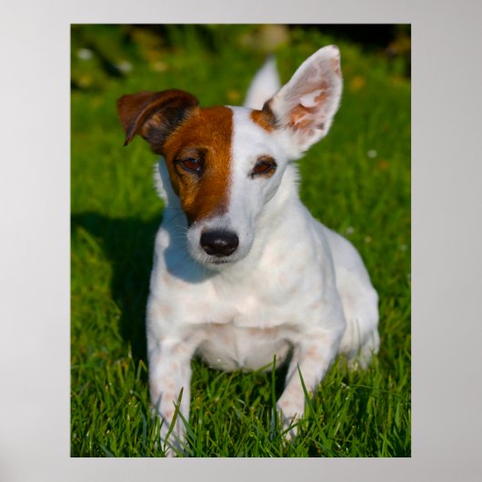 Fox Terrier Dog. Poster (Vorne)