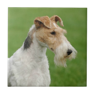 Fox Terrier Fliese
