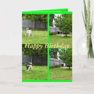 Fox Terrier, Foto Collage, Geburtstags-Grußkarte Karte
