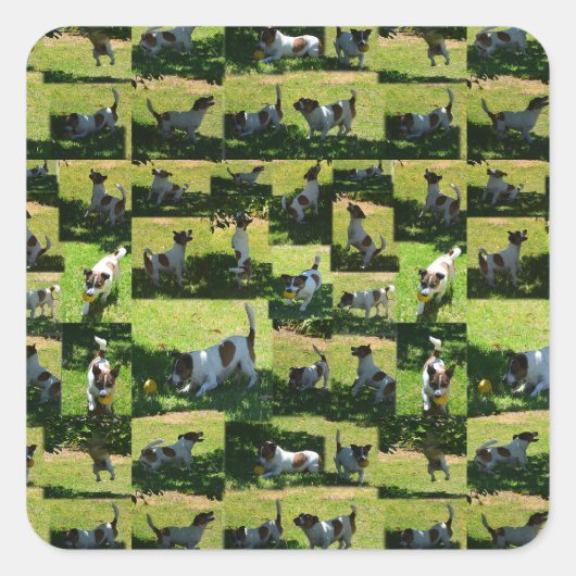 Fox Terrier Foto Collage, Quadratischer Aufkleber (Vorderseite)