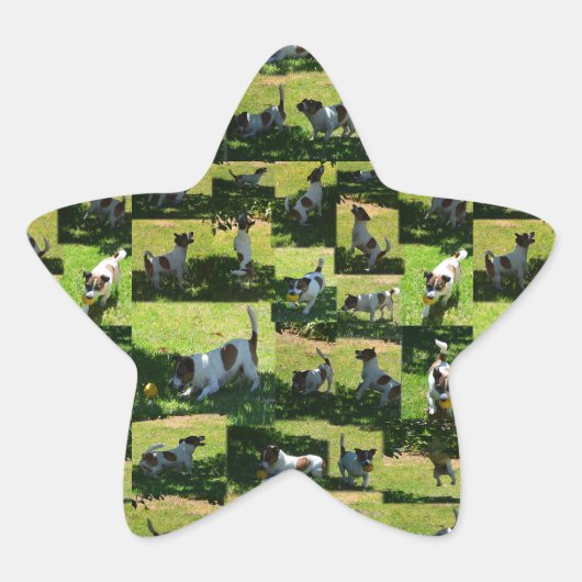 Fox Terrier Foto Collage, Stern-Aufkleber (Vorderseite)
