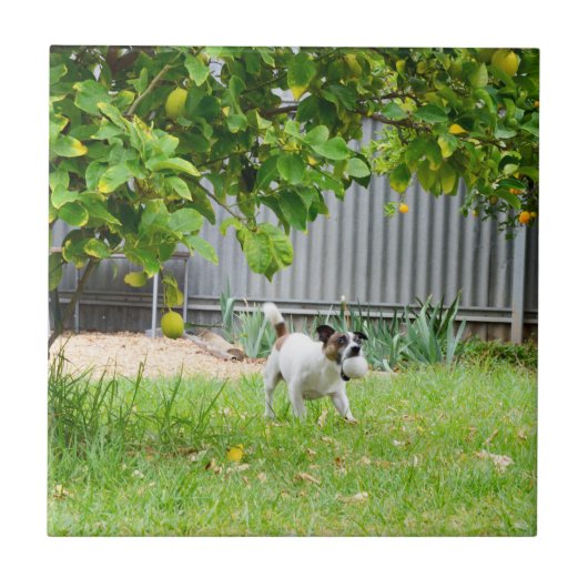Fox Terrier Funny Scare Face, Fliese (Vorderseite)