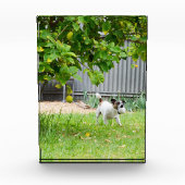 Fox Terrier Funny Scare Face, Fotoblock (Vorderseite)